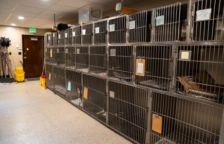 kennels-alternate